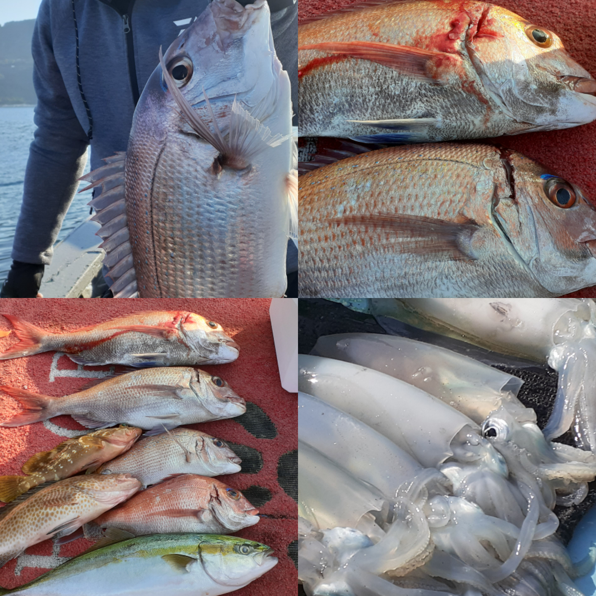 アオリイカ ミズイカ モイカ 全国の釣り場情報を地図と釣れる魚から調べることができるサイト 全国釣り場 Com アオリイカ ミズイカ モイカ 全国の釣り場情報を地図と釣れる魚から調べることができるサイト 全国釣り場 Com
