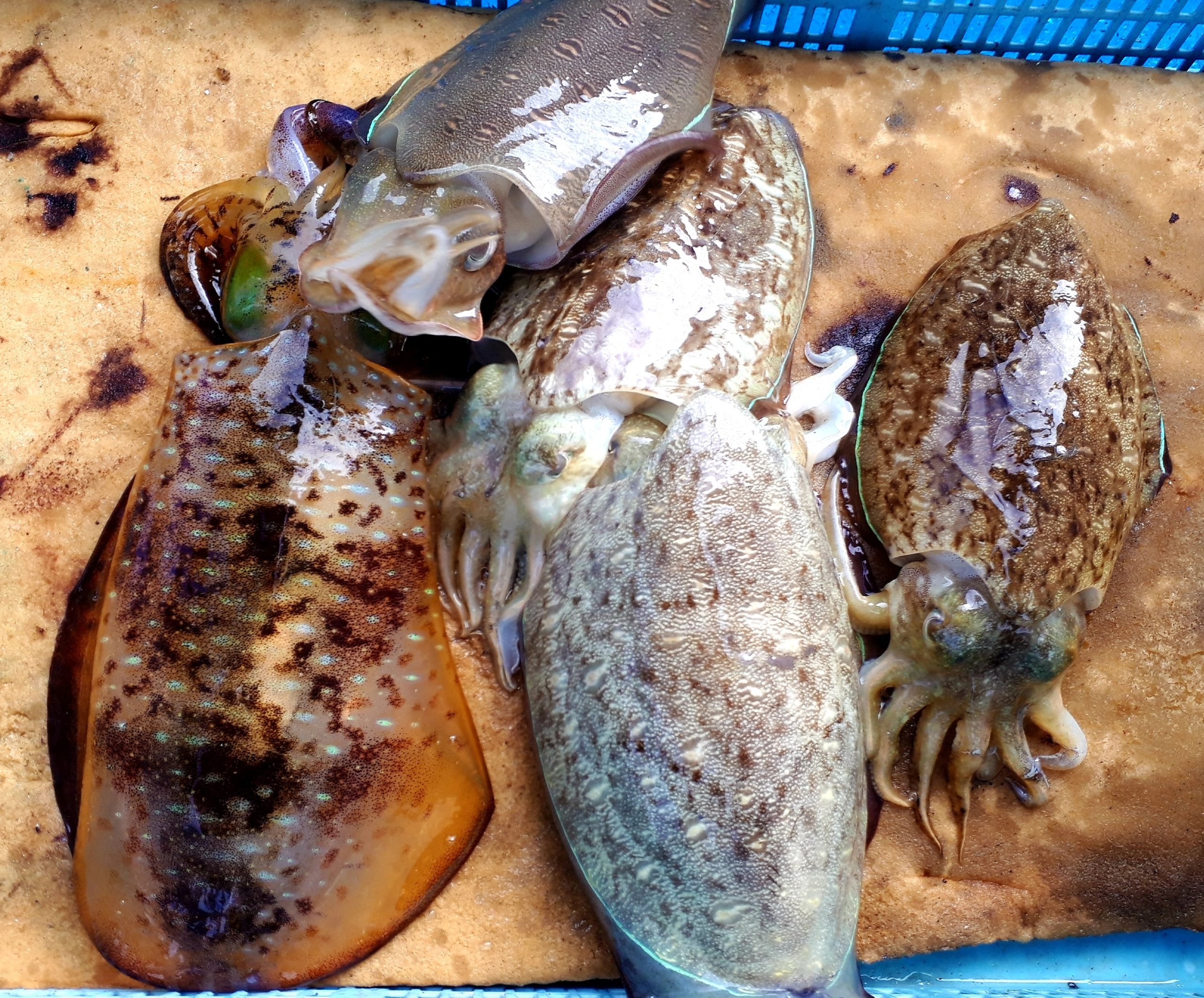 アオリイカ ミズイカ モイカ 全国の釣り場情報を地図と釣れる魚から調べることができるサイト 全国釣り場 Com アオリイカ ミズイカ モイカ 全国の釣り場情報を地図と釣れる魚から調べることができるサイト 全国釣り場 Com