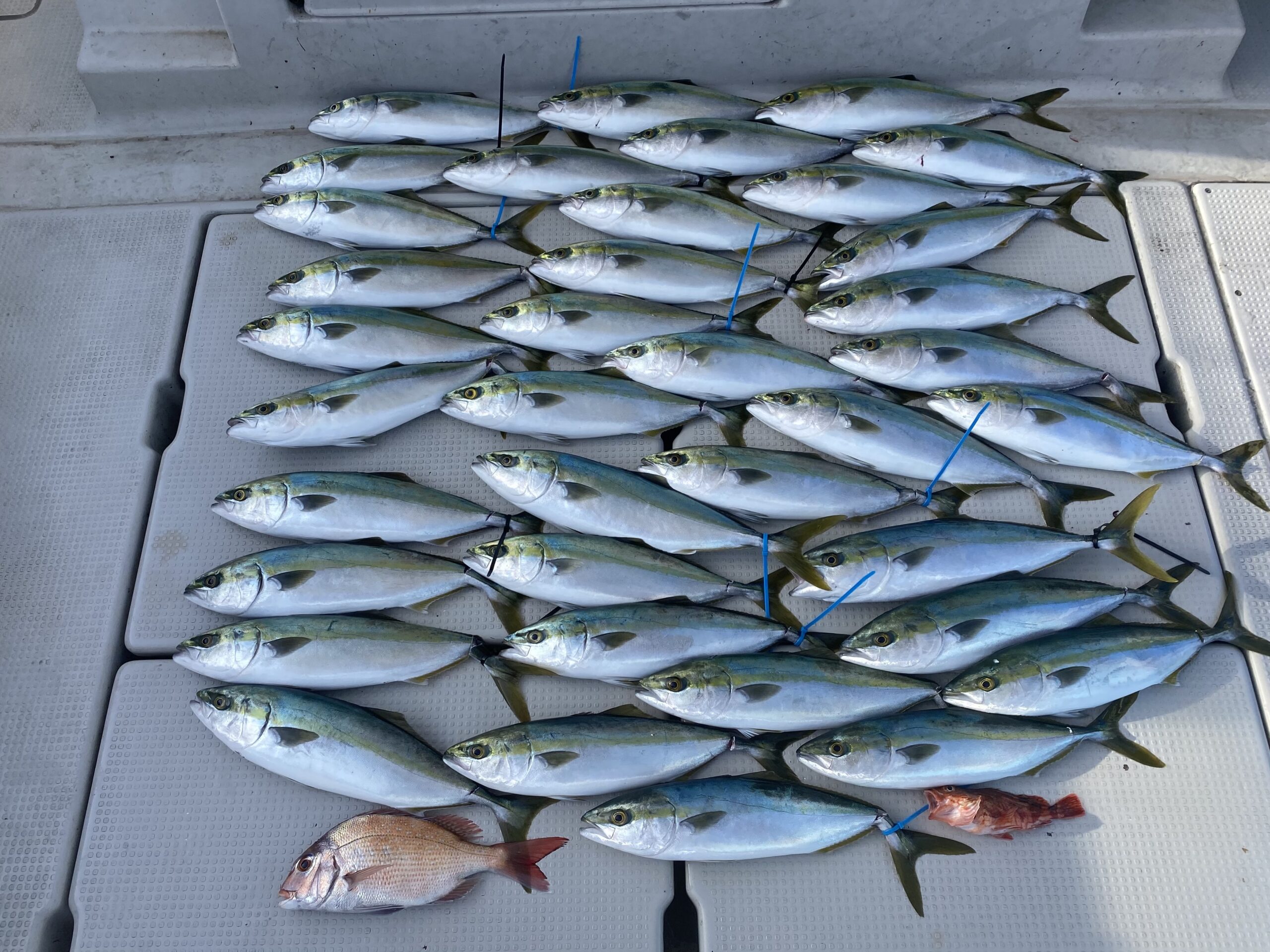 遊漁船 海神 全国の釣り場情報を地図と釣れる魚から調べることができるサイト 全国釣り場 Com 遊漁船 海神 全国の釣り場情報を地図と釣れる魚から調べることができるサイト 全国釣り場 Com