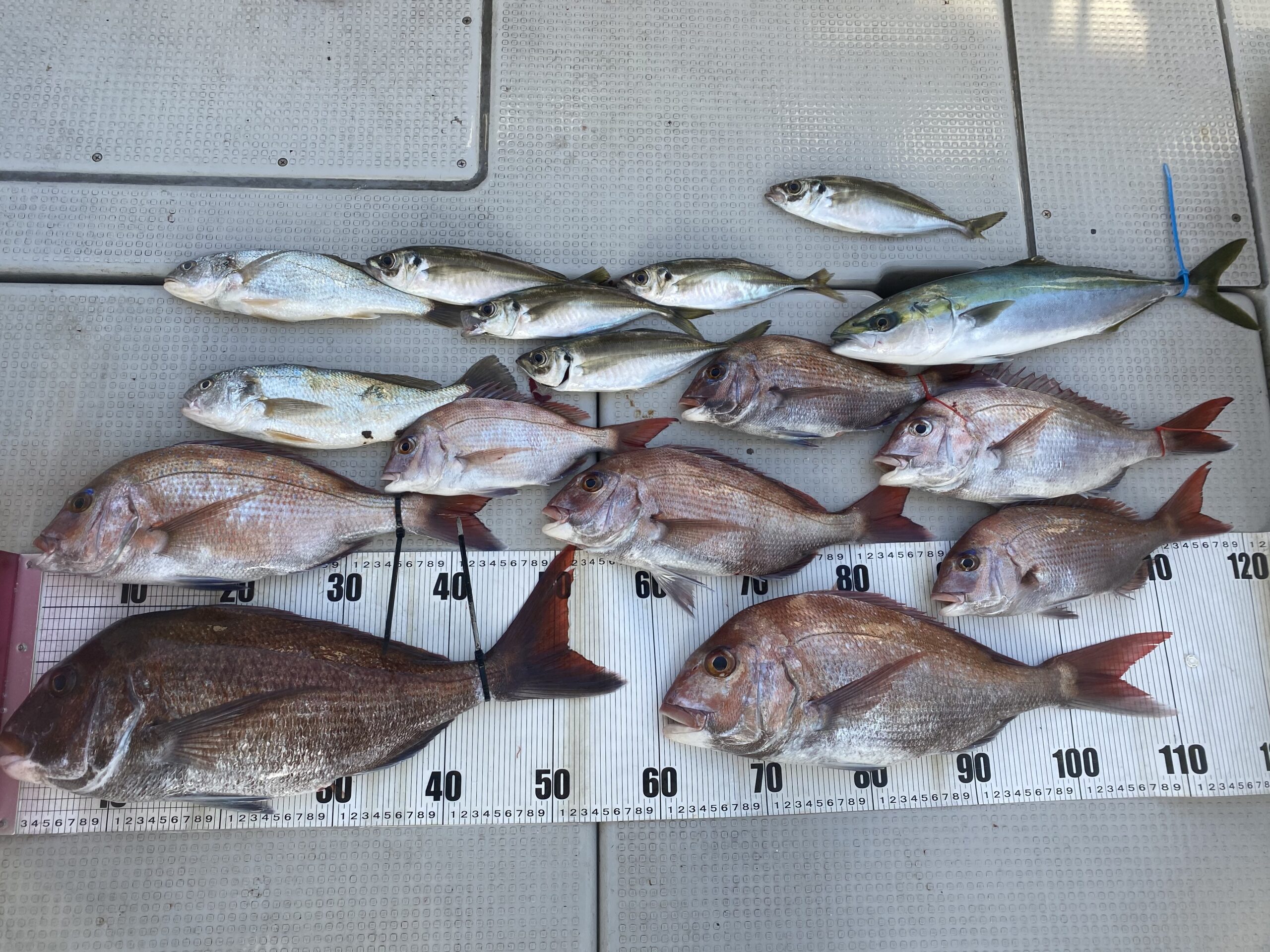 遊漁船 海神 全国の釣り場情報を地図と釣れる魚から調べることができるサイト 全国釣り場 Com 遊漁船 海神 全国の釣り場情報を地図と釣れる魚から調べることができるサイト 全国釣り場 Com