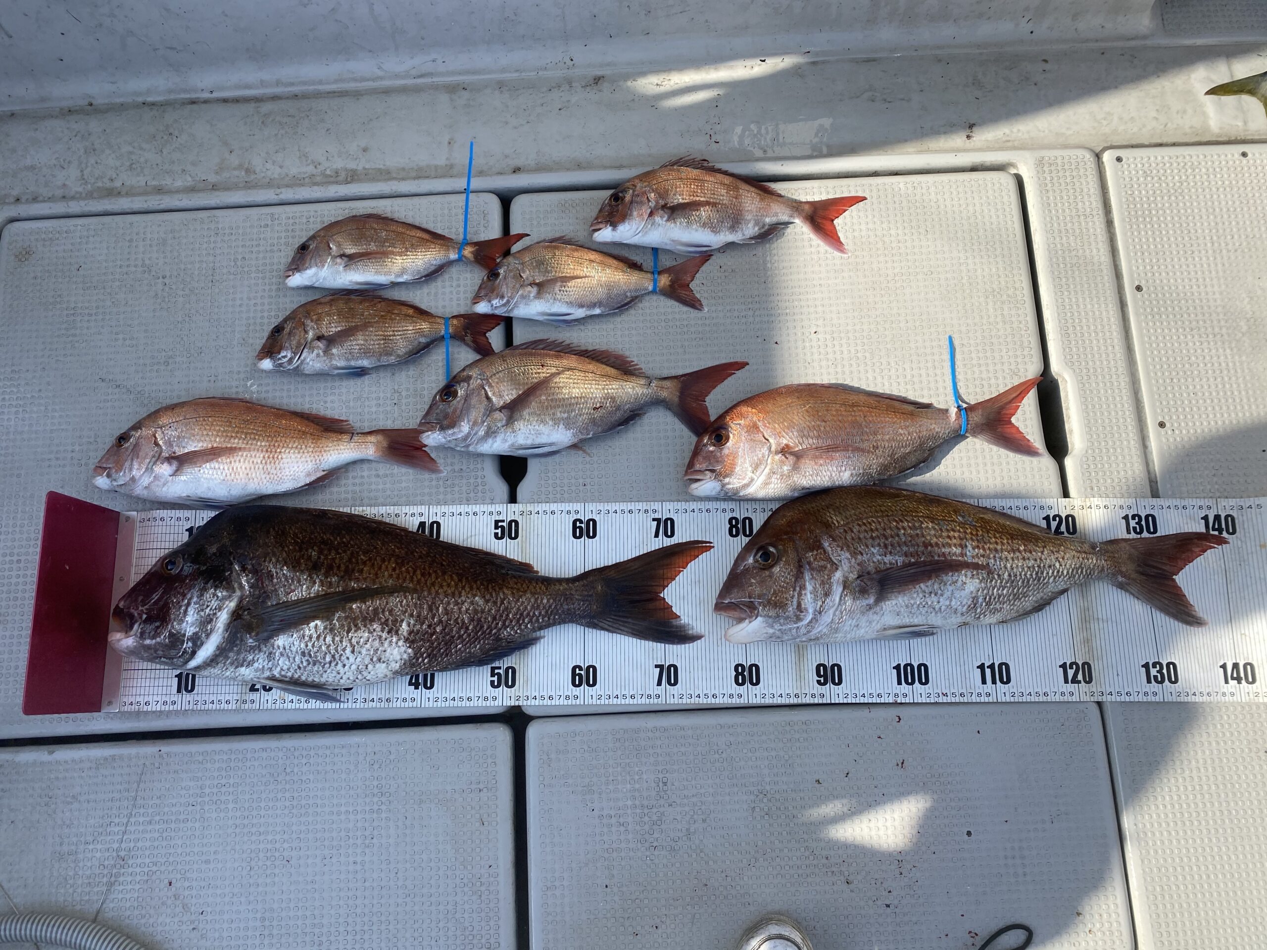 遊漁船 海神 全国の釣り場情報を地図と釣れる魚から調べることができるサイト 全国釣り場 Com 遊漁船 海神 全国の釣り場情報を地図と釣れる魚から調べることができるサイト 全国釣り場 Com