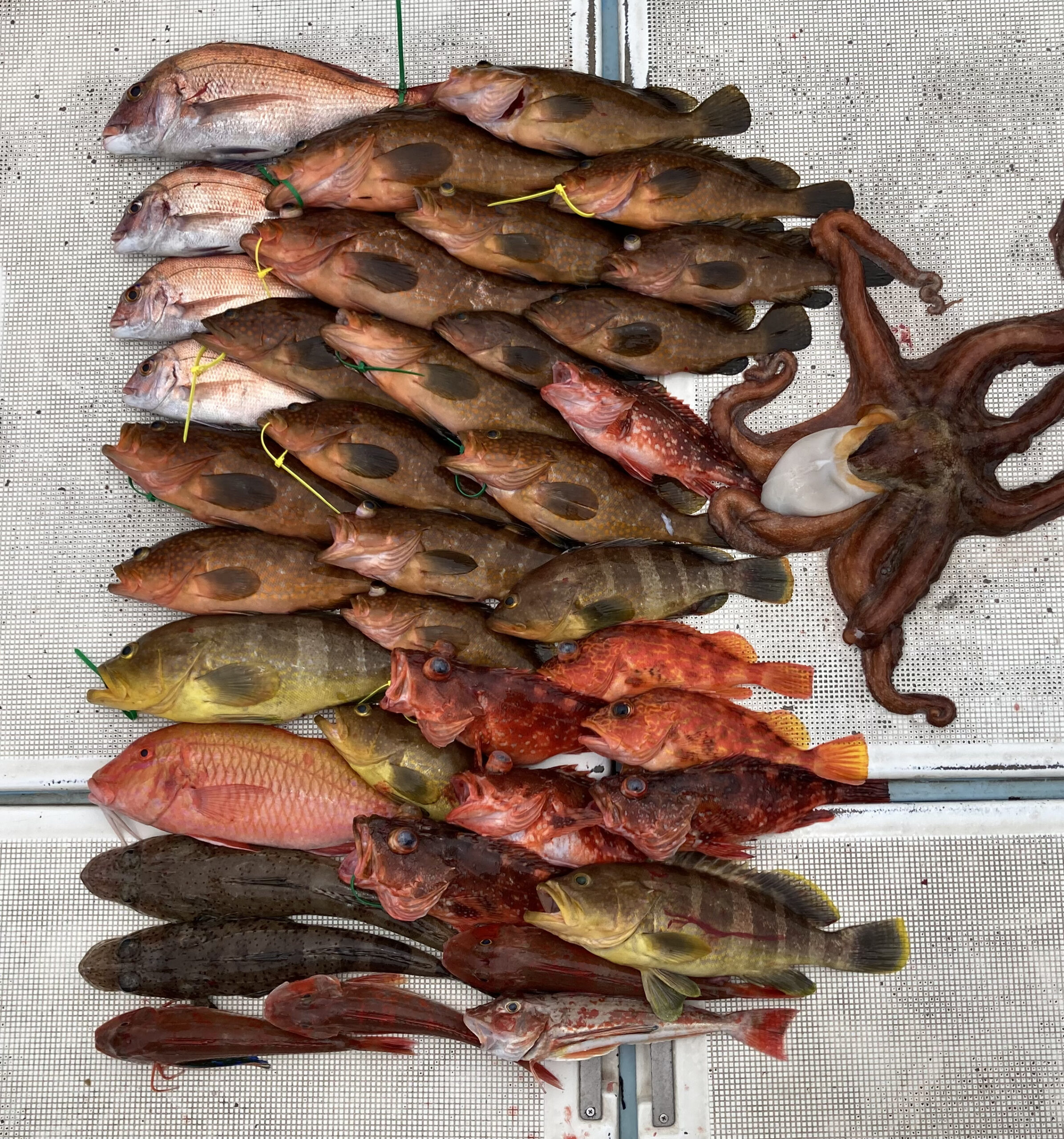 キジハタ アコウ 全国の釣り場情報を地図と釣れる魚から調べることができるサイト 全国釣り場 Com キジハタ アコウ 全国の釣り場情報を地図と釣れる魚から調べることができるサイト 全国釣り場 Com